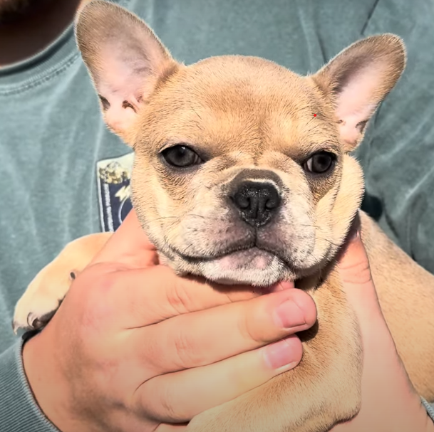 French Bulldogs for Sale | Purebred Frenchie Puppies