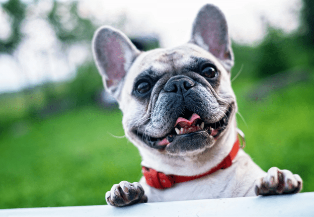 Blue Haven Frenchies – Cutest Pups, Limited Stock!