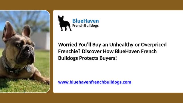 Worried You’ll Buy an Unhealthy or Overpriced Frenchie Discover How BlueHaven French Bulldogs Protects Buyers.pptx